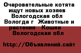 Очаровательные котята ищут новых хозяев - Вологодская обл., Вологда г. Животные и растения » Кошки   . Вологодская обл.